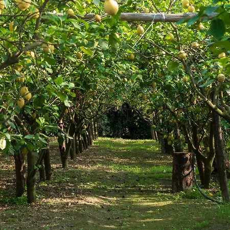 Giardino Di Nonno Lucio - Surrounded By Lemon Tree * Piano di Sorrento