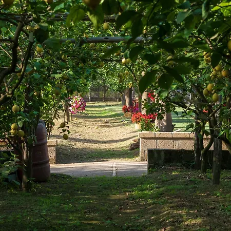 Giardino Di Nonno Lucio - Surrounded By Lemon Tree *