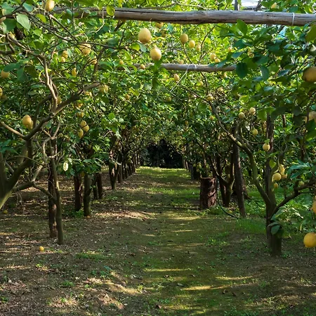 Giardino Di Nonno Lucio - Surrounded By Lemon Tree